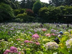 再訪・アジサイの寺　千葉県・本土寺へ【2008年6月】