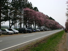 二十間道路桜並木は大渋滞