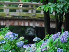 浮世絵の風景に紫陽花