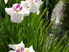 京都府立植物園へ　紫陽花と花菖蒲～ part 2