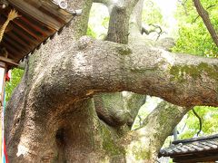 大阪府NO.1の巨木　門真市「三島神社の薫蓋樟（クンガイショウ）」の巨木ツアー