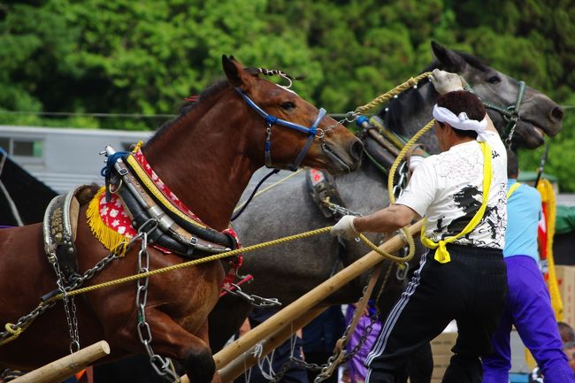 青森県七戸町の馬力大会