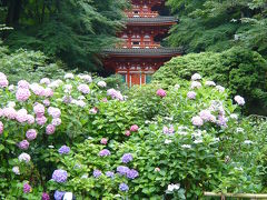 2008年　あじさい第二弾！『岩船寺』（京都府木津川市）