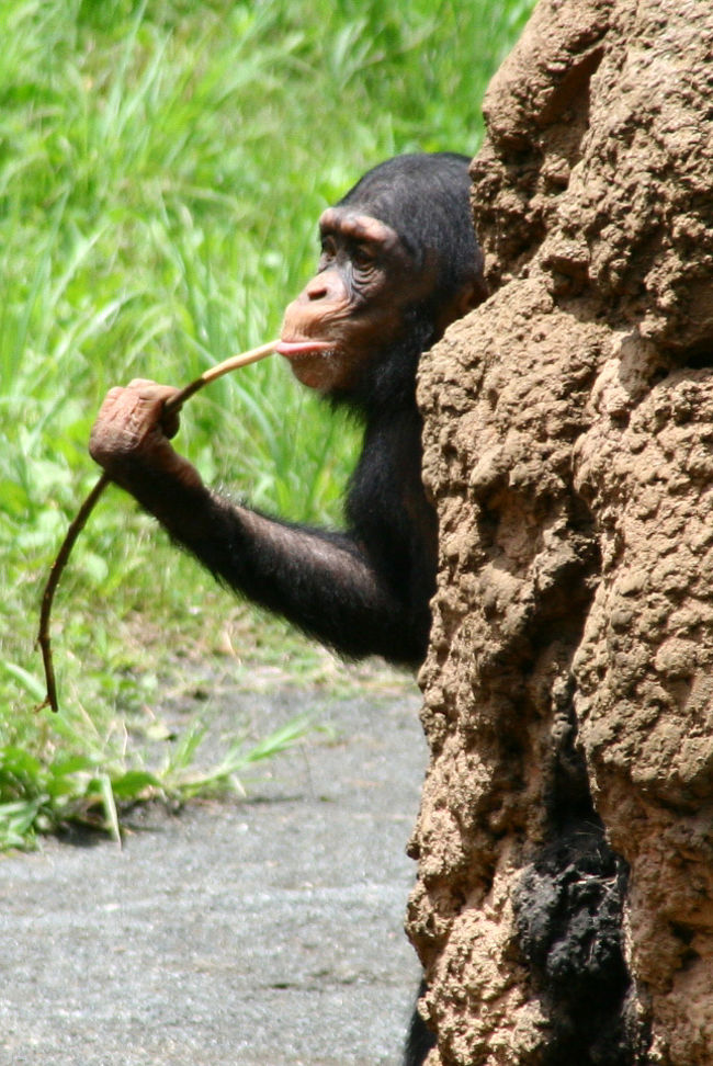 アリに大興奮 昆虫もいっぱいの多摩動物園 日野 昭島 東京 の旅行記 ブログ By あっちゃんさん フォートラベル