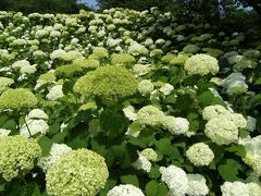 幸手紫陽花祭り