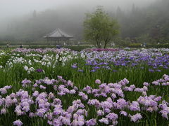 三田・永沢寺の花しょうぶ園＆相野あじさい園