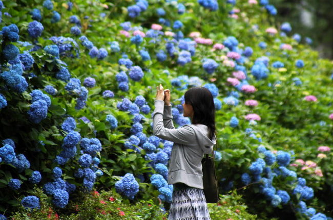 今年もアジサイを見るのも板取で最後だから..少し話を<br />アジサイはユキノシタ科アジサイ属の落葉低木で，<br />樹高は１〜２ｍ，日本をはじめとするアジアが原産地です。<br />花期は６〜７月，アジサイの花言葉は『元気な女性』です。<br /><br />あじさいの開花時期に合わせて『関市板取あじさい村』を開村し、<br />【21世紀の森公園】のあじさいの森には約３万本の紫陽花があり、<br />あじさい園やあじさいロードと合わせて約１０万本となる板取の紫陽花は、<br />１０万本の花達が...私達を出迎えて頂き感動を貰います。<br />また.同じようなアジサイの顔....青やピンクでも、<br />近くで見ると一つ一つの花の色が生育で微妙に変化が楽しいですよ，.<br /><br />紫陽花は晴天よりも小雨で少し濡れている方が『雨の花』<br />が，その日は.土砂降りに近く撮るのも一苦労でした。<br />しかし.晴れてる時は..一日の内だと夕方ごろ、<br />一日を通して射陽によるコントラスト観察は.いろんな顔が魅れます・<br />時季もアジサイの後半の方が迫力あって見ごたえ有ると思います・<br />                    <br />平成の大合併で関市となった板取町(旧・板取村)は<br />町の中心を板取川が流れ、縦断する街道は【あじさいロード】と呼ばれて、<br />洞戸から板取にかけての「アジサイロード」を<br />日本の道百選にも名を連ねています。<br /><br />追伸<br />村おこしの一貫で.賑わって...楽しみにしてましたが・<br />関係者にお話すれば..年々規模の縮小に関係者も落胆気味<br />雨の板取へ以前は車が一杯で..近くのシャトルバスから強制的に<br />時には.私は直接.会場へ駐車場へ.交通規制で渋滞で<br />暑い中待って..それでも行きました.活気があるので・<br />今は.露店.地元の方の出店もなく..そこが今回駐車場でした・<br />人影すくなく..閑散とした状態・とても寂しい..<br />以前の賑わったのが嘘のように..想えてなりません・<br /><br />以前の板取アジサイまつりの画像を後半に載せましたので<br />時間があったら見て下さい・<br />庶民の楽しみも.合併により財政難の板取も大きな局面・<br />平成の大合併で関市となった板取町(旧・板取村)は苦慮してます・