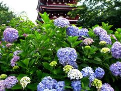 あじさい優雅！長谷山本土寺　☆大輪の紫藍、梅雨晴れの光を浴びて