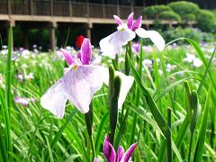 はなしょうぶ妖艶！本土寺庭園　☆水曜閉園前、静寂の庭を歩いて