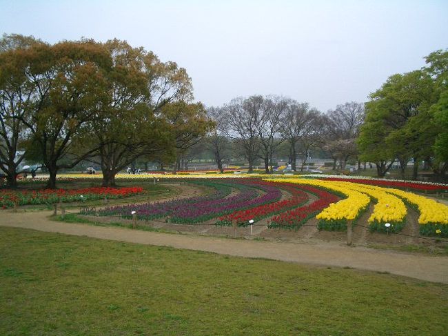 花見といっても桜じゃないですけど。<br /><br /><br />偶然雑誌で花フェスやってまーす的な記事を見つけたので<br />3dayチケ（5000円で好きな3日、近畿の私鉄乗り放題）を利用して行って来ました。<br /><br /><br />■簡単なメモ<br />枚方==(京阪電車)==門真==(ﾓﾉﾚｰﾙ)==万博記念公園<br />　→万博記念公園でﾎﾟﾋﾟｰﾌｪｽ・ﾁｭｰﾘｯﾌﾟﾌｪｽ見た<br /><br />万博記念公園==(ﾓﾉﾚｰﾙ)==南茨木==(阪急)==大宮・四条大宮==(嵐電)==嵐山<br />　→天竜寺・仁和寺<br /><br />嵐山==(嵐電)==天神川==(地下鉄)==三条==(京阪)==枚方