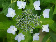 幻の紫陽花（シチダンカ）//その2