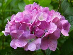 ［08］太閤山ランドの「紫陽花＆ヘメロカリス」