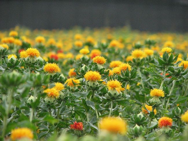 三年ぶりに埼玉県桶川市の<br /><br />「紅花」を見に行く事に<br /><br />江戸時代は<br /><br />「桶川臙脂」で有名だった桶川の町。<br /><br />平成８年からはじまった「紅花祭り」<br /><br />それまでの地元に人たちの紅花復活の努力に<br /><br />敬意を表します。<br /><br />桶川市ＨＰ<br />http://www.okekan.com/sightseeing/east.html#01<br /><br />