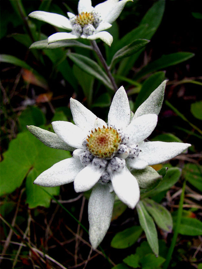 憧れの花レブンアツモリソウとレブンウスユキソウに逢いに最果ての地・礼文島に行ってきました。<br />礼文島の民宿に3連泊。ゆっくりとお花畑をトレッキングしてきました。<br />お目当てのレブンアツモリソウは遅霜の影響で群生地での見ごろは終わり、散策中に花を見つけることはできませんでしたが、高山植物園では育成種のレブンアツモリソウとご対面できました。レブンウスユキソウは咲き始めの可愛らしい姿を見ることができました。<br /><br />写真はレブンユスユキソウです。