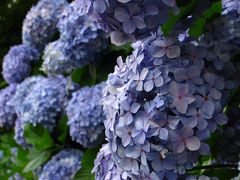 2008梅雨　飛鳥山公園