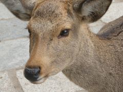 京都・奈良２泊３日旅行～奈良編～