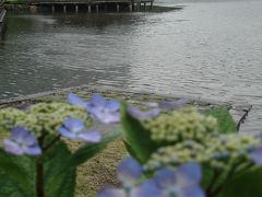 花菖蒲と雨上がりの猫たち　　《 浜離宮恩賜庭園 》