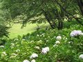 美の山ハイキング　?紫陽花の花を求めての登山