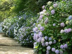 紫陽花回廊・高幡不動