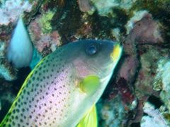 魚は大きく、小物はどうだ？～５日目～