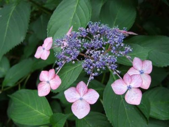 大好きな紫陽花の花。<br />紫陽花の名所は数多くある中で、今年は宇治の三室戸寺を訪れてみる事にしました。<br /><br />折りしも“新茶”の季節。お茶も楽しみたいわ〜と、宇治のこちらに決定！<br /><br />JR宇治駅〜京阪宇治駅〜三室戸寺へのシャトルバスを利用。<br />平日というのにバスは満員になるほど、沢山の観光客達。<br />花寺と名高いこちらのお寺さん、紫陽花が見事に美しく、人気なのも頷けたkeitoでした。