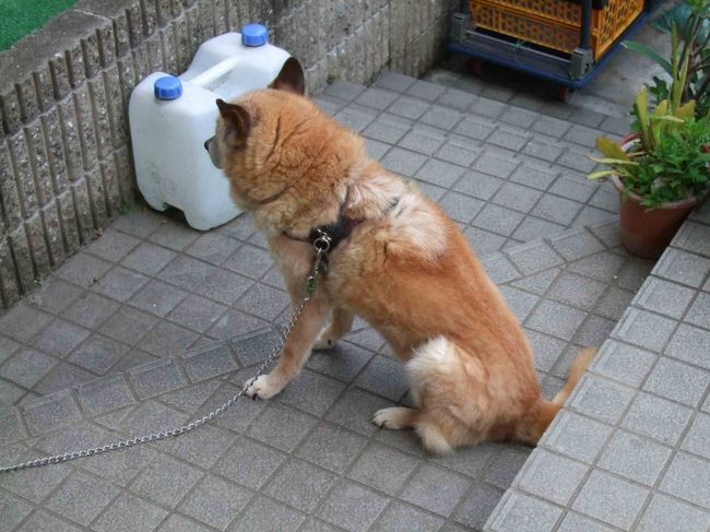 　今日も30℃超えの予報。空は泣き出しそうでもない、ヨシ！<br /><br /><br />　声をかけても、ジェフはこちらを向かず、、、