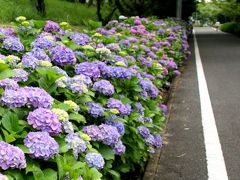 小さな旅●三好池・紫陽花ロード