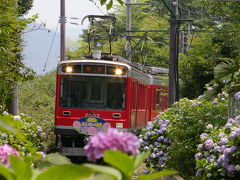 アジサイ電車  