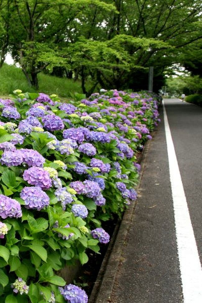 小さな旅○三好池・紫陽花ロード』尾張旭・日進(愛知県)の旅行記 