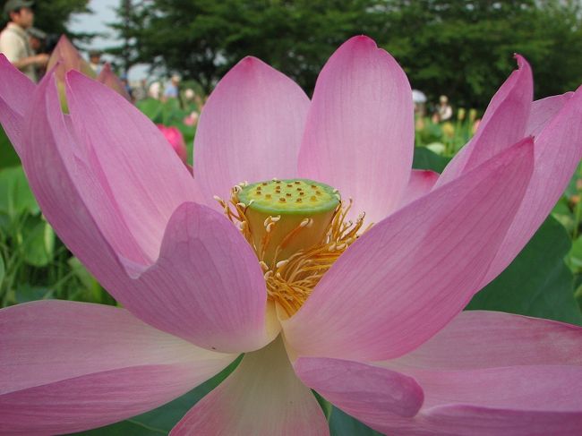 美しい蓮ばかりか<br /><br />沢山の花を見せてくれる<br /><br />行田の古代蓮の里。<br />http://www.ikiiki-zaidan.or.jp/kodaihasu/