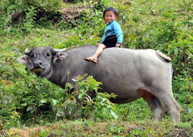 サパは、ベトナム北西部の中国国境に近い美しい渓谷にあります。<br />海抜は約1500mなので避暑地としても有名です。<br />このあたりには多くの山間民族が暮らしており、そんな人に触れ合う旅がしたい。<br />最近、都会よりもこのような場所に魅力を感じるようになりました。<br />http://www.k4.dion.ne.jp/~etravel/vietnam4/2008_05_travel.htm