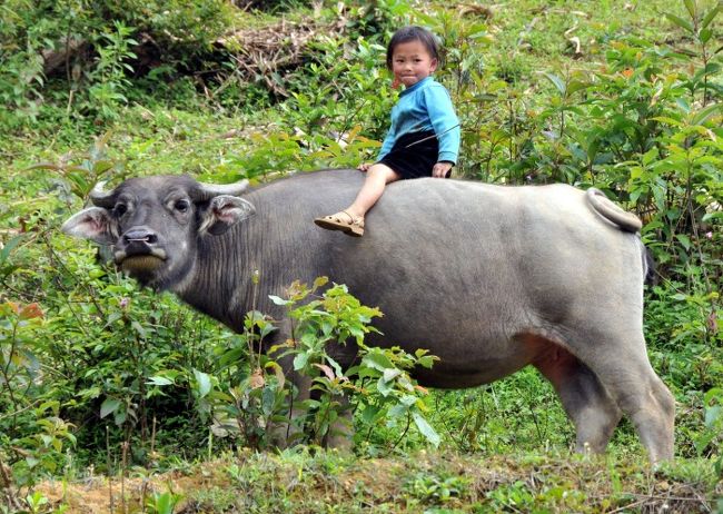 サパは、ベトナム北西部の中国国境に近い美しい渓谷にあります。<br />海抜は約１５００mなので避暑地としても有名です。<br />このあたりには多くの山間民族が暮らしており、そんな人に触れ合う旅がしたい。<br />最近、都会よりもこのような場所に魅力を感じるようになりました。<br />http://www.k4.dion.ne.jp/~etravel/vietnam4/2008_05_travel.htm