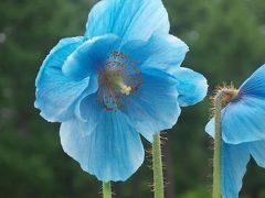 ヒマラヤの青いケシの花♪