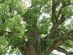加茂の大楠 雄大な美しさでは日本一巨木のクス四国徳島県東みよし町
