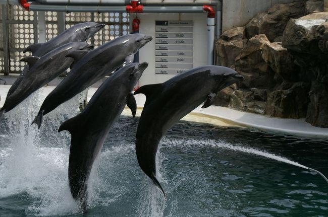 中国人の家族を竹野海岸に子供が喜ぶ水族館に連れ<br />中国人家族を海で泳ぎ。温泉に、城崎マリンワールドに連れて行くコース