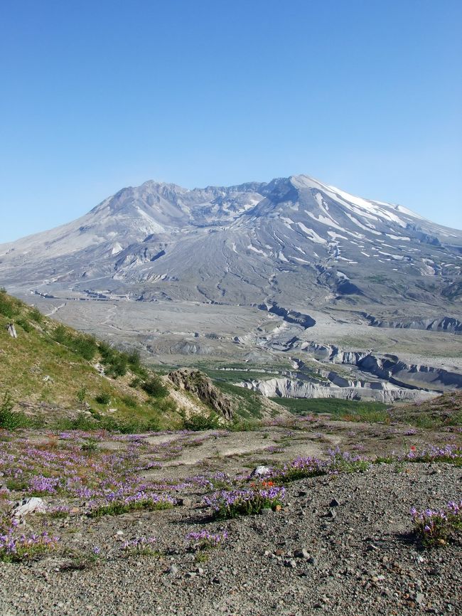 ワシントン州にある全米でも有数の活火山「セントへレンズ火山国定公園」へ行ってきました。<br /><br /><br /><br />＜概要＞<br />セントへレンズ山は標高2500メートル。<br />1980年5月18日朝、マグニチュード５の地震直後に大噴火し、山頂部崩壊。富士山に似た美しい山容が一瞬にして変貌した。<br />現在もなぎ倒されたままの木々からは噴火のすさまじさを見て取ることが出来る。