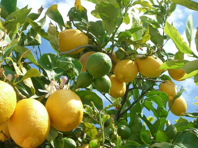 ポルトガル 旅の記録  【７、８日目 モンサラーシュ−前編−】