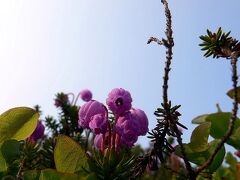 神々の遊ぶ花畑　◆表大雪　旭岳　姿見ノ池