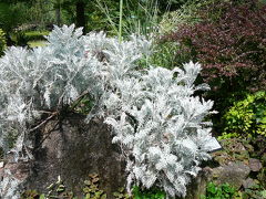 近江四大花蓮めぐり：水生植物公園みずの森・烏丸半島?