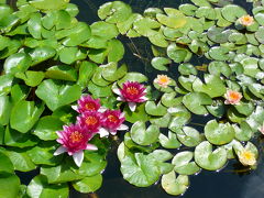 近江四大花蓮めぐり：水生植物公園みずの森・烏丸半島?