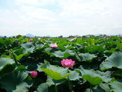 近江四大花蓮めぐり：水生植物公園みずの森・ハスの群生地