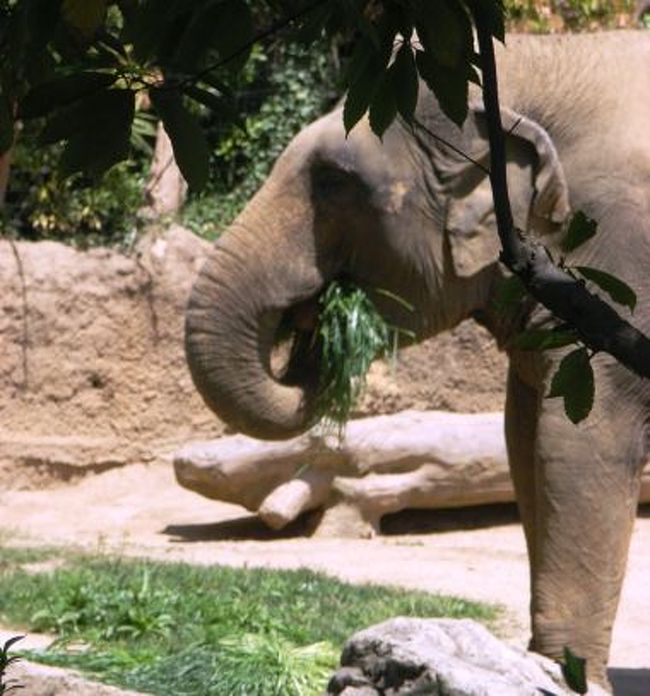 北海道の旭山動物園から火が付いた、動物園ブーム。<br />各地の動物園が、動物の見せ方に工夫を凝らしている様子。<br /><br />実は、大阪の天王寺動物園も、数年前から少しずつリニューアル中。<br />面白い展示が沢山あり、我が家は、時々無性に訪ねたくなるのです。<br /><br />ゴールデンウィークの１日、ちょこっと出掛けてみました。