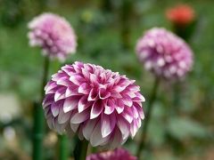 Dahlia Garden Museum 2008