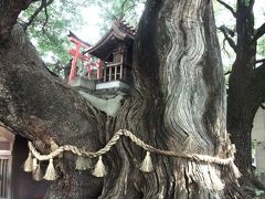 大阪市内NO.1の巨樹・巨木 東成区大今里『八王子神社御旅所』