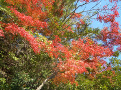 【広島】安芸の宮島☆もみじ狩り