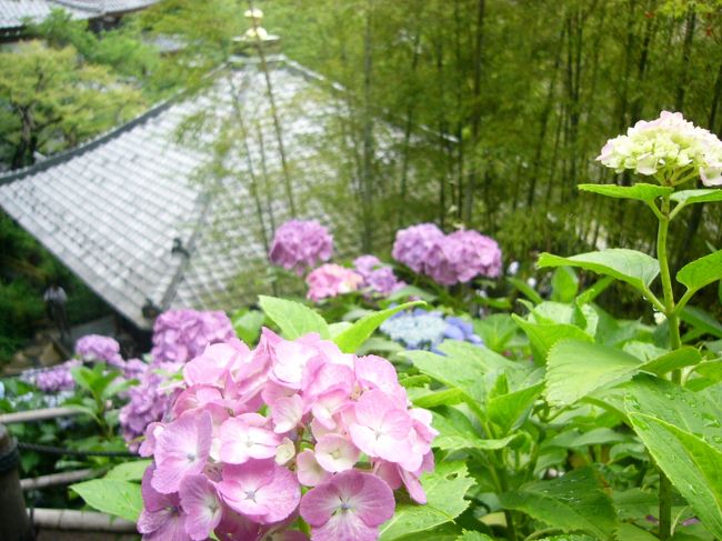 紫陽花咲く長谷寺に行ってきました。