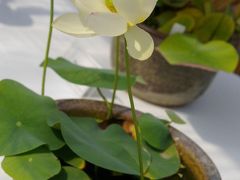 盛夏の京都府立植物園へ　　碗蓮展が見たくて～