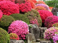 鶴峰公園のツツジ