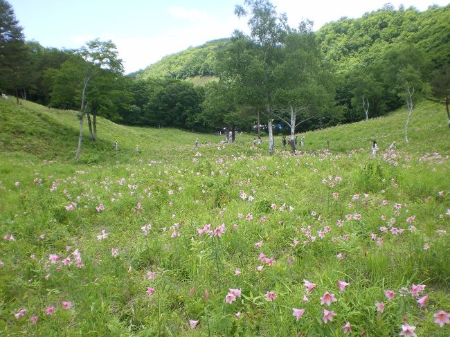 ROKOさんの希望通り姫小百合を投稿します。ここは那須から塩原温泉経由で、会津街道を走り、南郷村にあります。那須から２時間ぐらいで到着します。詳しく知りたい場合は会津の旅行雑誌でも買ってください。今回の写真は２００７年のものです。今年の写真はカメラにメモリーチップを入れ忘れたために撮れませんでした。