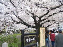 桜の京都　その１